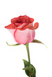 Pink rose