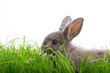 osterhase natur