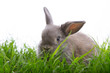 hase im gras sitzen