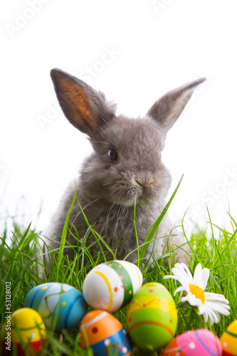 Photo: osterhase mit eiern im gras osterhase mit eiern im gras
