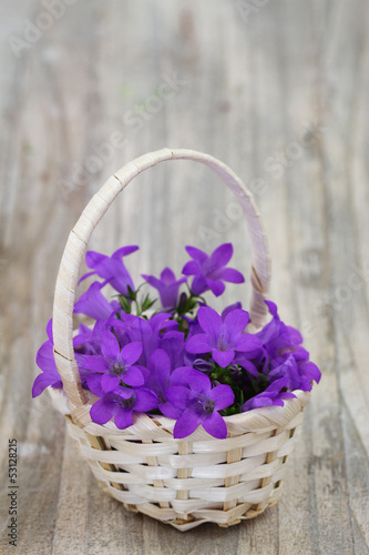 Photo: Campanula bell flowers in wicker basket with copy space Campanula bell flowers in wicker basket with copy space
