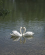a pair of white swans on a pond