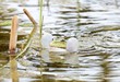 Croaking Frog