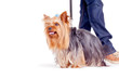 yorkshire terrier on a leash