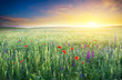 Foto: Spring meadow of violet flower. Spring meadow of violet flower.