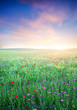 Foto: Spring meadow of violet flower. Spring meadow of violet flower.