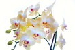 close up of white orchid isolated