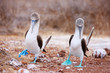 Blue footed booby mating dance