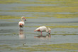Photo: Pink Flamingo fishing in a swamp Pink Flamingo fishing in a swamp