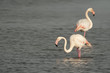 Photo: Pink Flamingo fishing in a swamp Pink Flamingo fishing in a swamp
