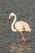Photo: Isolated Pink Flamingo looking at you Isolated Pink Flamingo looking at you
