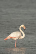 Photo: Isolated Pink Flamingo looking at you Isolated Pink Flamingo looking at you
