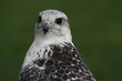 Gerfalke