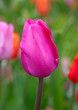 Photo: Tulips Tulips