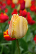 Photo: Tulips Tulips