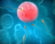 The moment of fertilization