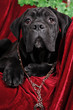 Cute cane corso puppy portrait