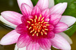 Closeup Of Pink Water Lily