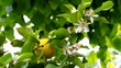 Video: Zitrone am Baum vid 01 Zitrone am Baum vid 01