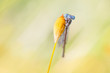 demselfly