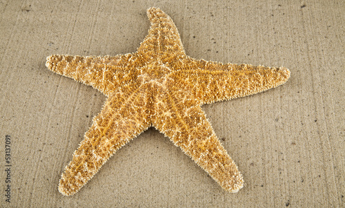 Photo: starfish on sand starfish on sand