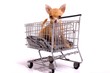 Photo: Chihuahua Welpe im Einkaufswagen Chihuahua Welpe im Einkaufswagen