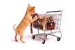 Photo: Chihuahua Welpe beim Einkaufen Chihuahua Welpe beim Einkaufen