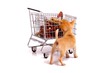 Photo: Welpe schaut in Einkaufswagen Welpe schaut in Einkaufswagen