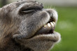 Trampeltierschnauze