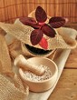 Amaranth mit Pflanze
