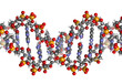 Illustration: DNA structure, B-DNA form. DNA structure, B-DNA form.