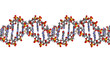 Illustration: DNA structure, B-DNA form. DNA structure, B-DNA form.