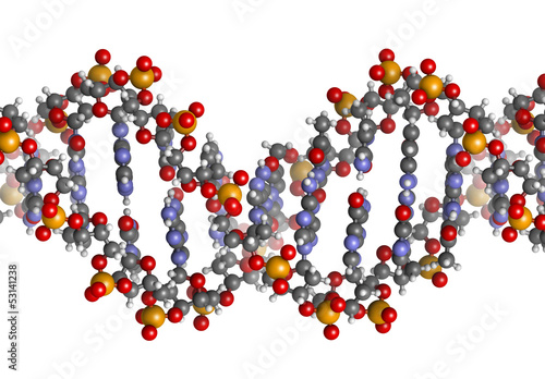 Illustration: DNA structure, B-DNA form. DNA structure, B-DNA form.