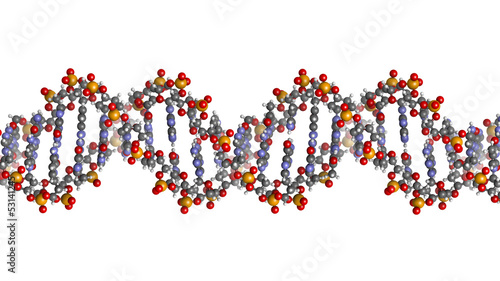 Illustration: DNA structure, B-DNA form. DNA structure, B-DNA form.