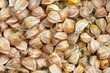 Physalis
