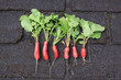 Row of Radish
