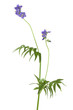 Photo: Jacob's- ladder, Polemonium caeruleum isolated on white Jacob's- ladder, Polemonium caeruleum isolated on white