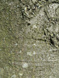 Photo: Close Up Of Bark Close Up Of Bark