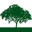 tree vector