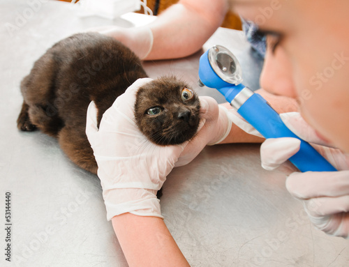 Photo: sight of cat sight of cat