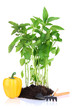 Pepper seedlings with garden tools isolated on white
