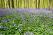canvas print picture - Bluebell forest