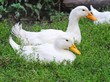 White ducks on a green grass