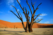 Dead tree in Sossusvlei