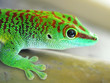 Photo: Green gecko lizard Green gecko lizard