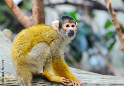 Photo: Squirrel monkey sits on a branch Squirrel monkey sits on a branch