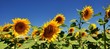 TOURNESOLS