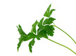 Foto: Gartenkräuter Gartenkräuter