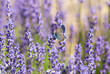 Beautiful butterfly and lavender flowers