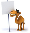 Fun camel